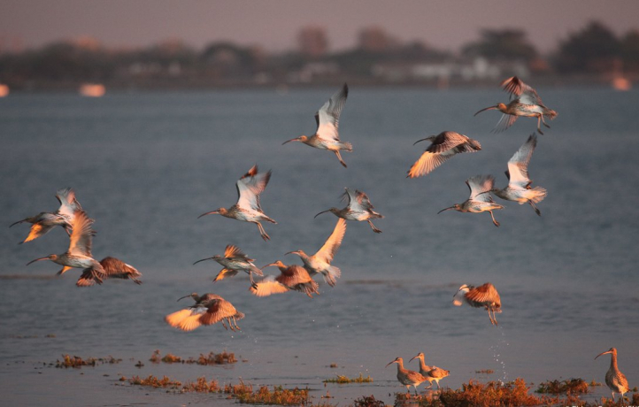 Envol de courlis cendrés dans la réserve naturelle du Marais d'Yves